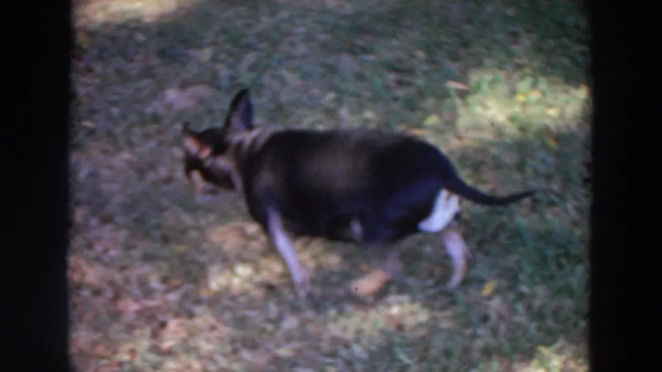 The small black-and-tan dog continues across the lawn, framed by soft 8mm exposure and dark gate edges.