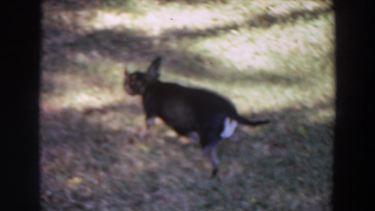 The Chihuahua appears slightly blurred as it moves through a brighter patch of the Washington lawn.