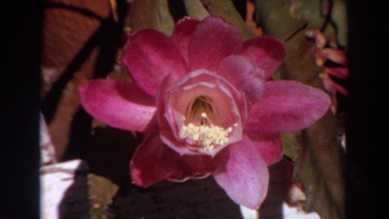 Close-up of a pink cactus-like flower with yellow stamens in 1964 Washington 8mm home-movie footage.