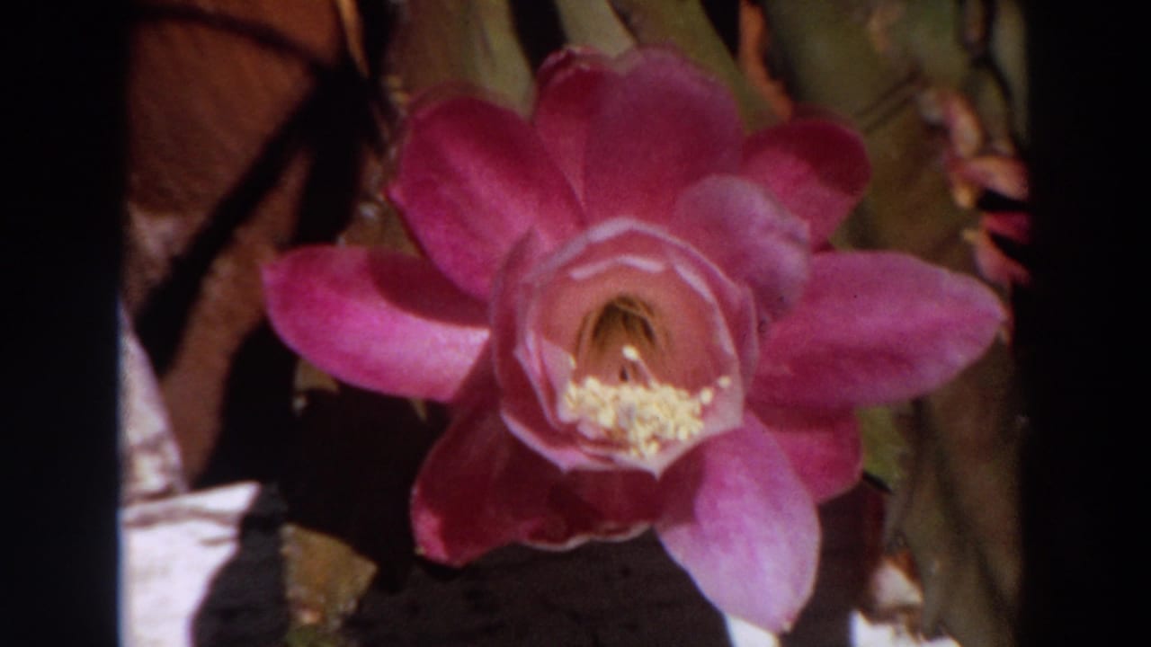 The pink flower remains centered, its petals and pale yellow center standing out against shadowed foliage.