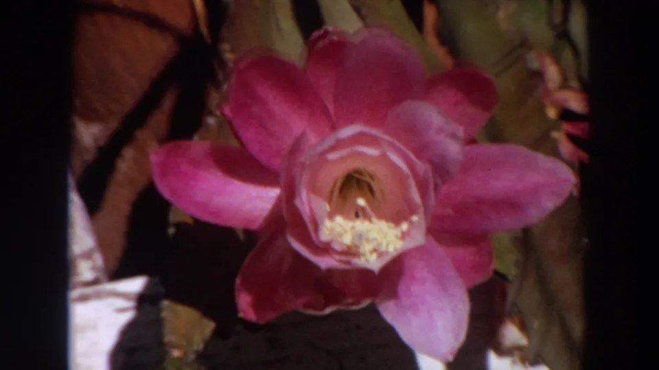 The pink flower remains centered, its petals and pale yellow center standing out against shadowed foliage.
