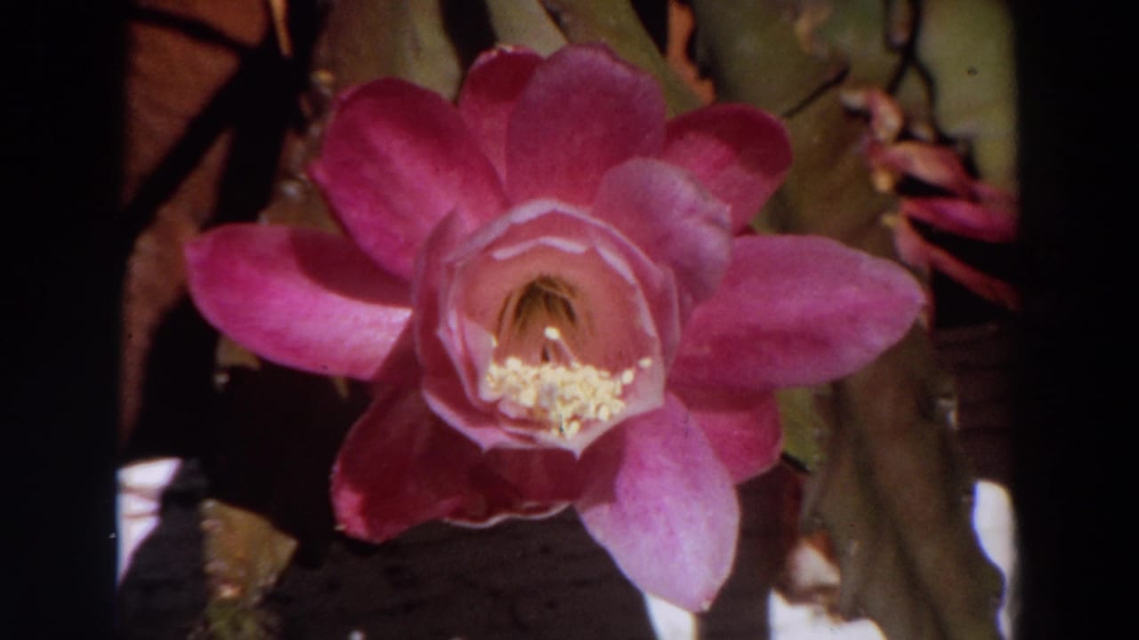 A slightly softer close-up shows the pink blossom, yellow stamens, and dark surrounding foliage in small-gauge film texture.