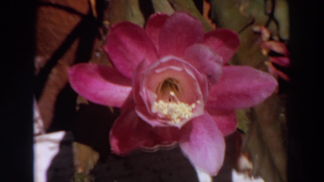 The final frame holds on the pink flower, with dark stems and leaves creating contrast around the petals.