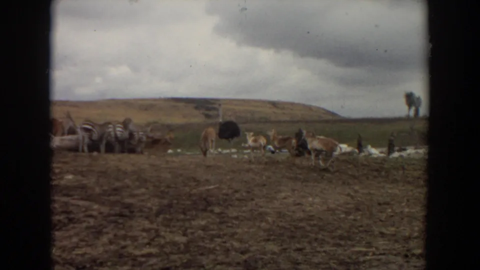 Irvine wildlife park enclosure with zebras, an ostrich, antelope-like animals, and distant visitors or vehicles on rolling ground.