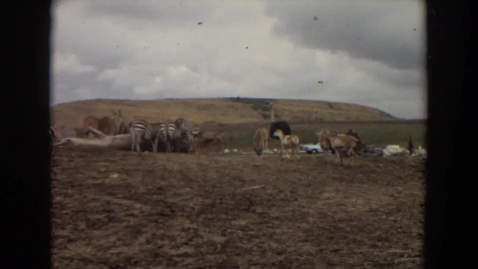 1974 Lion Country Safari enclosure view with zebras, a large bird, antelope-like animals, dirt foreground, and low hills in the background.