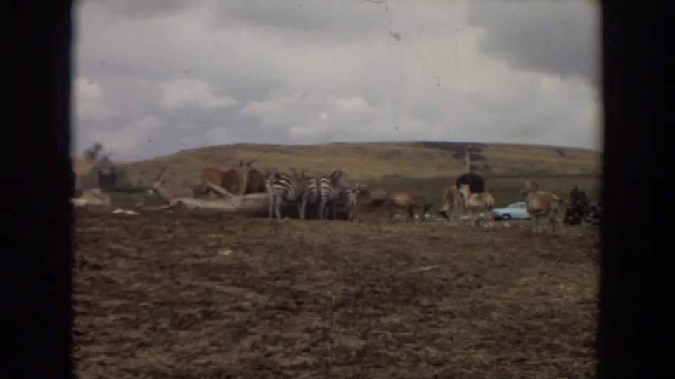 Irvine 1974 animal enclosure view with zebras, an ostrich, several hoofed animals, open range terrain, and distant hillside under clouds.