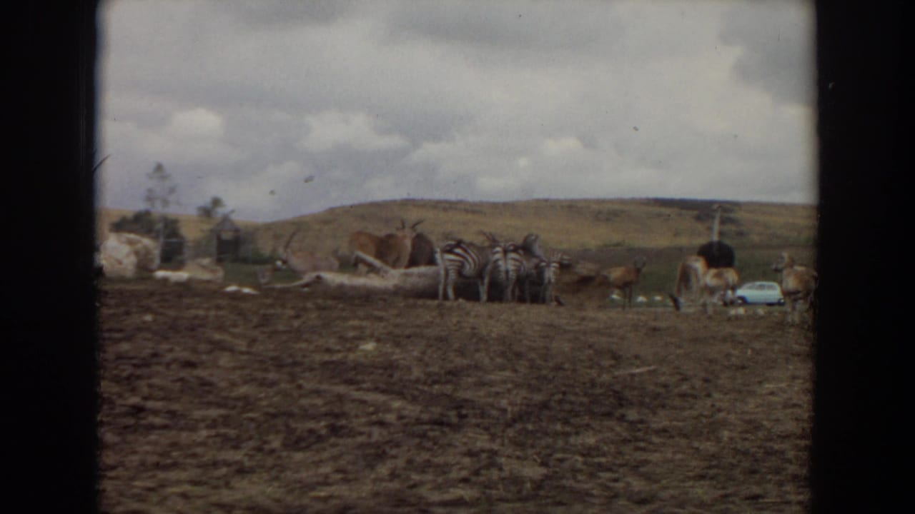 Zebras and antelopes stand in a rocky enclosure with hills and cloudy sky behind them.