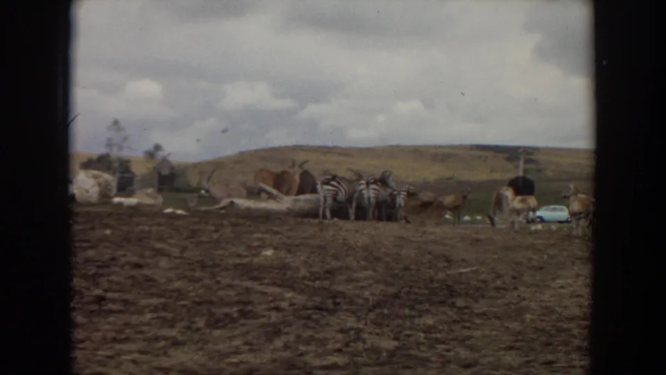 1974 Irvine home-movie frame showing zebras and horned antelopes in a safari-style wildlife enclosure with a pale car in the background.