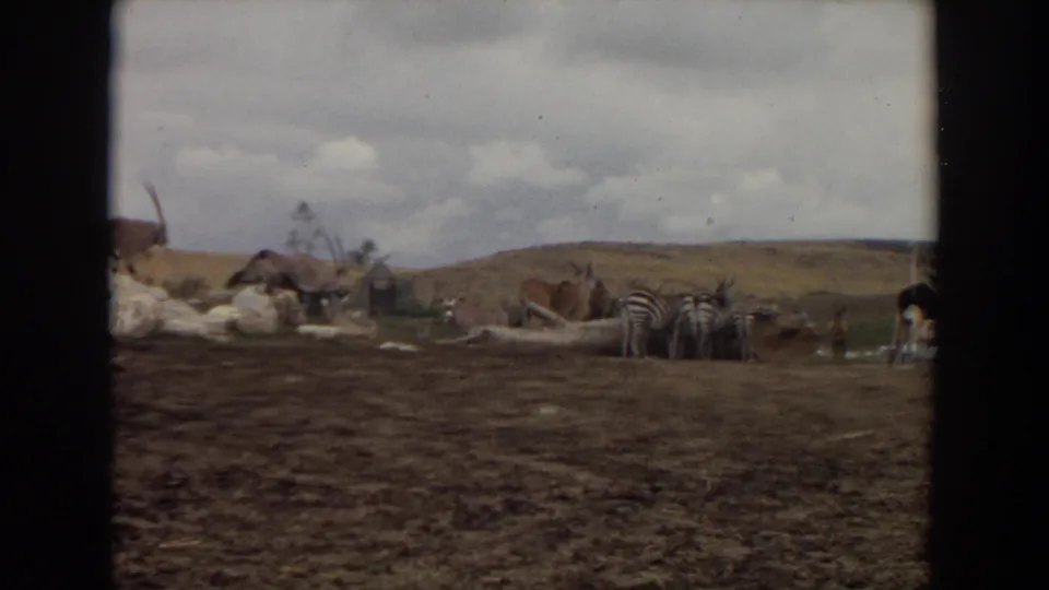 1974 Irvine frame with zebras and antelopes grouped across a safari-style enclosure, filmed from a distant 8mm visitor viewpoint.