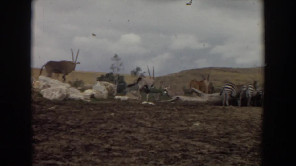 1974 Irvine 8mm frame showing a large oryx-like antelope on rocks with zebras and other antelopes in the enclosure beyond.