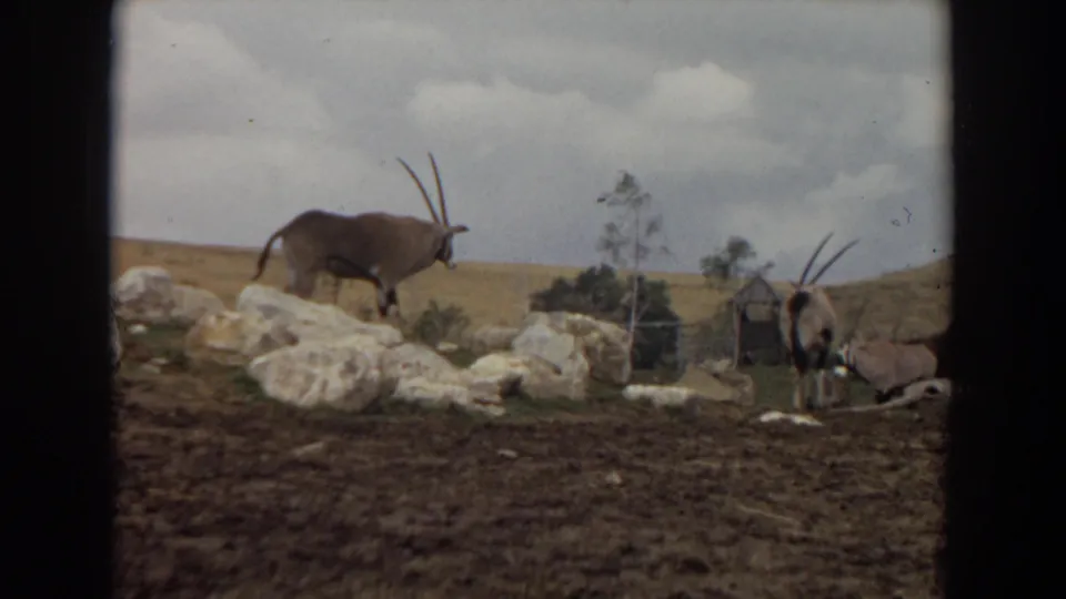 1974 Irvine frame with two oryx-like antelopes among pale rocks, sparse trees, low hills, and cloudy sky in a wildlife park setting.