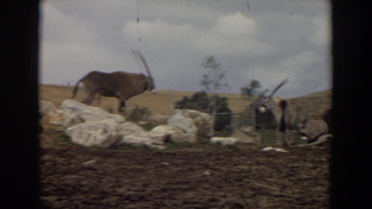 1974 Irvine home-movie frame showing an oryx antelope near pale rocks, sparse trees, and a dirt enclosure under cloudy sky.