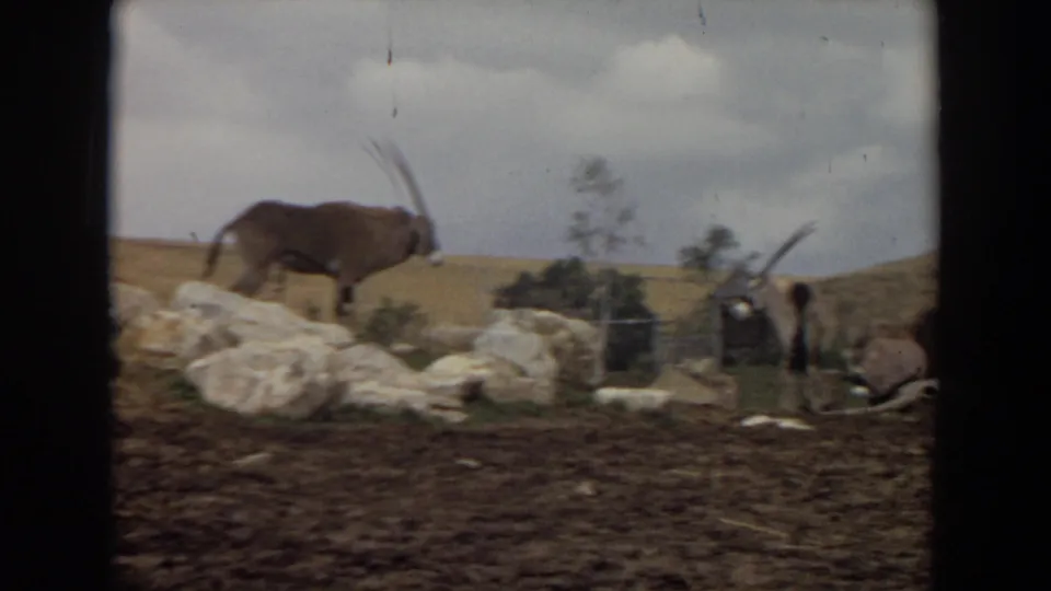 1974 Irvine home-movie frame showing an oryx antelope near pale rocks, sparse trees, and a dirt enclosure under cloudy sky.