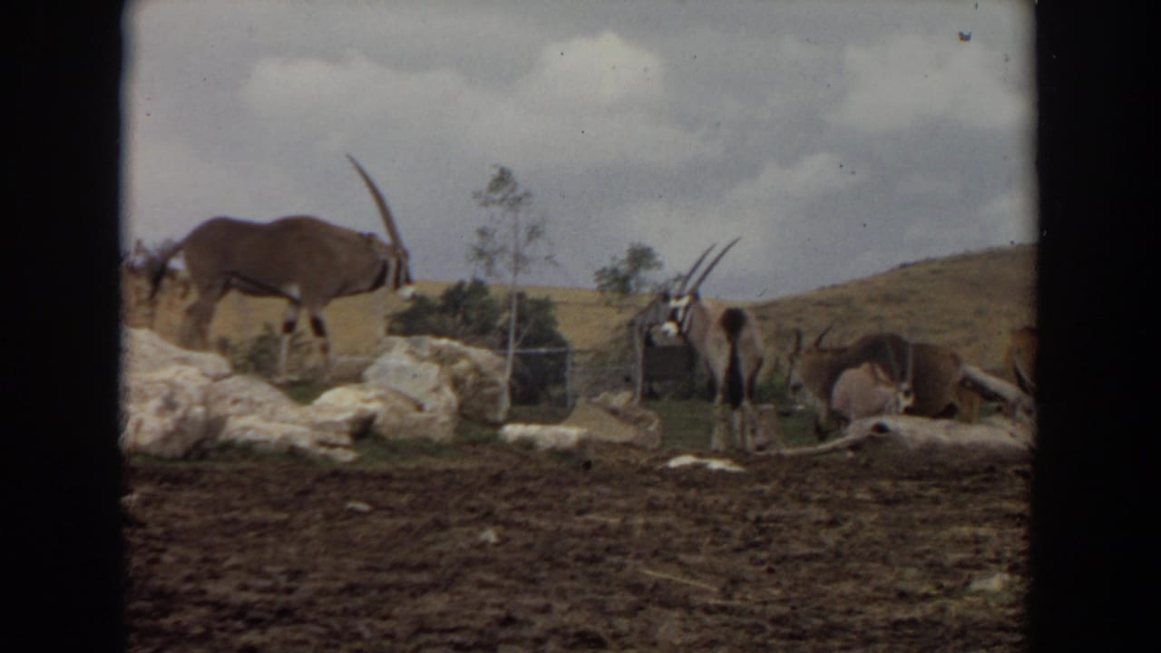 Oryx and zebras gathered around rocks and logs in an enclosure.