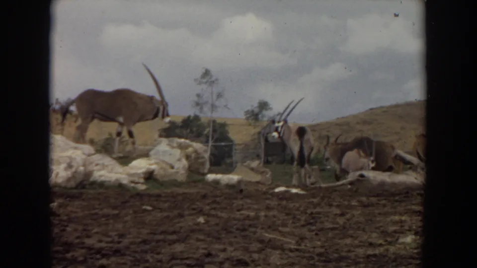 1974 Irvine frame with oryx antelopes and zebras visible across a rocky dirt wildlife enclosure.