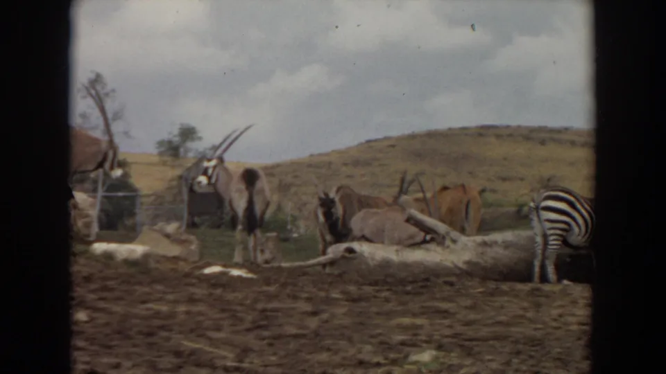 1974 Irvine home-movie view of zebras and oryx beside a fallen log, with rocks and low hills behind them.