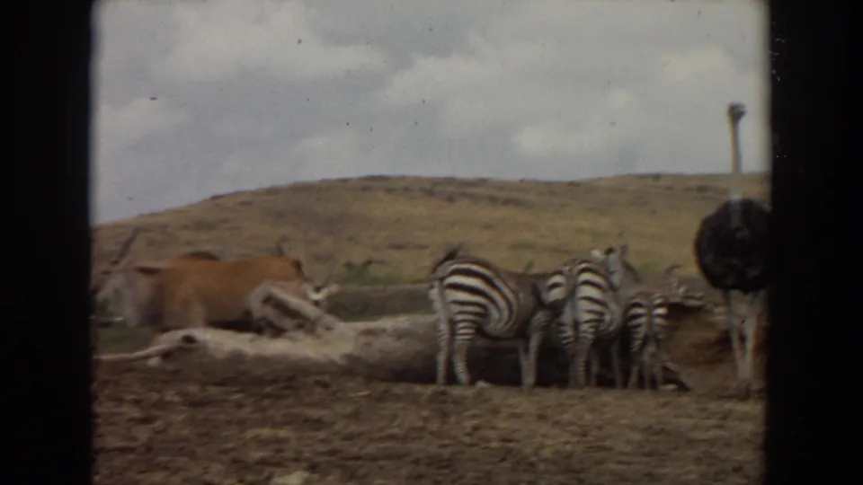 1974 Irvine frame showing several zebras grouped near a log, with an oryx and low grassy hill in the background.