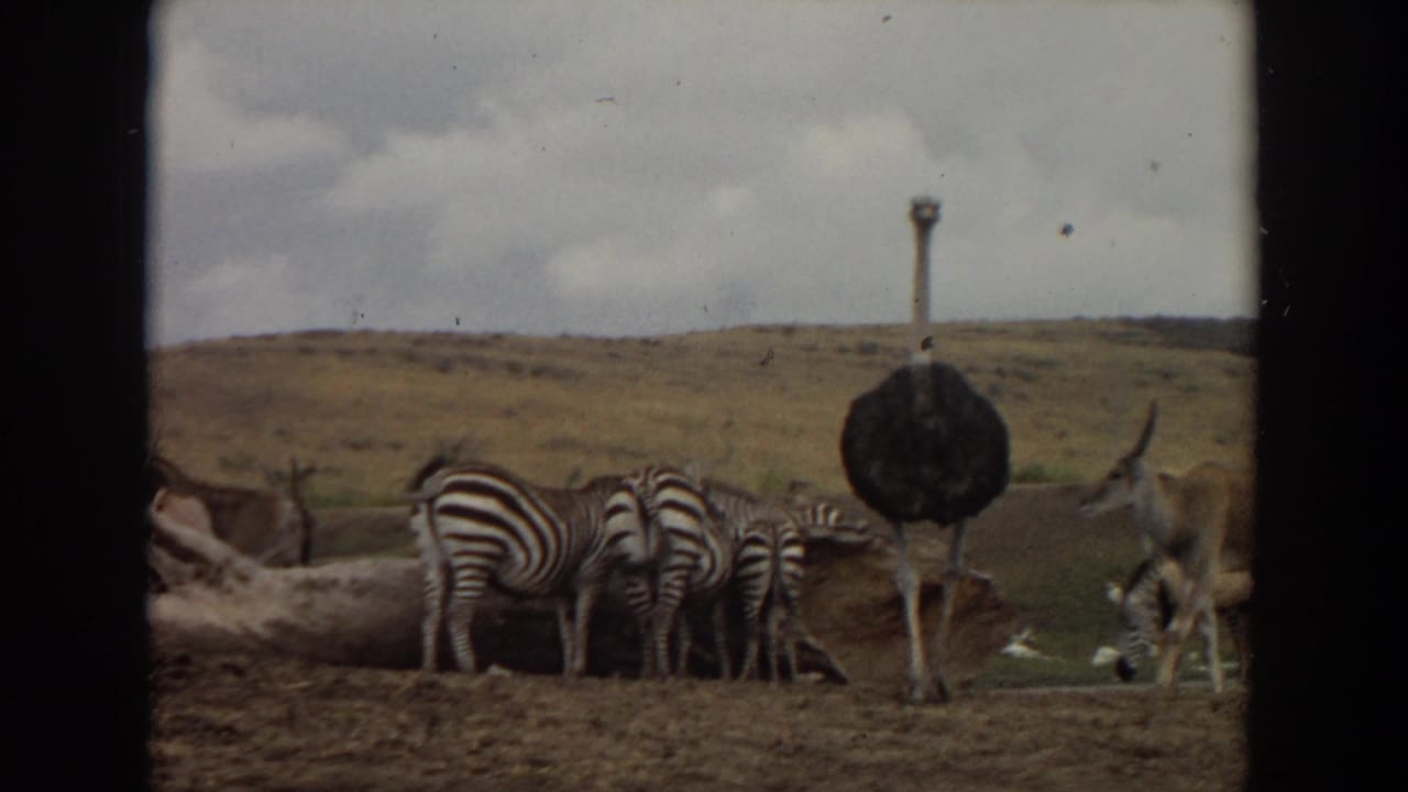 1974 Irvine-area 8mm frame showing an ostrich near zebras and gazelle-like antelope in a dry wildlife-park enclosure.