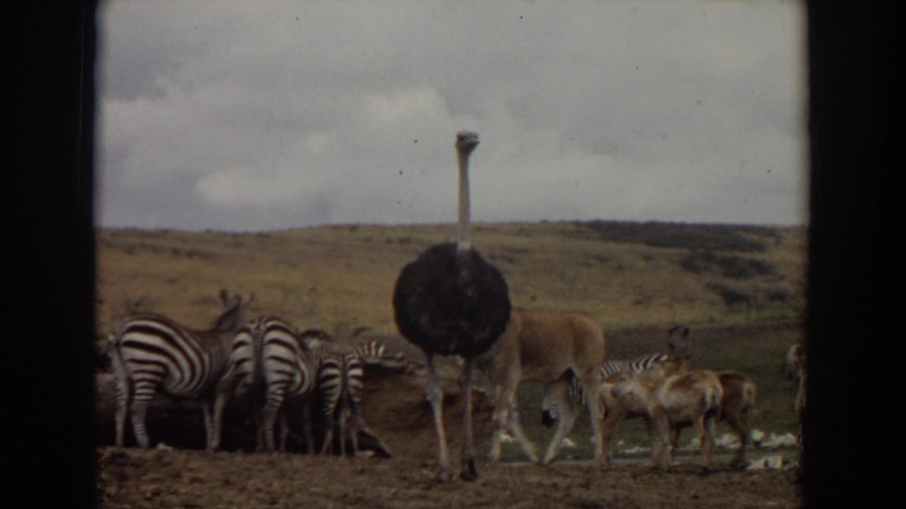 Ostrich faces away as zebras and antelope gather near water.