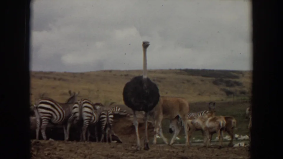 1974 Irvine-area home-movie frame with an ostrich facing away beside zebras and antelope near a small water hole.