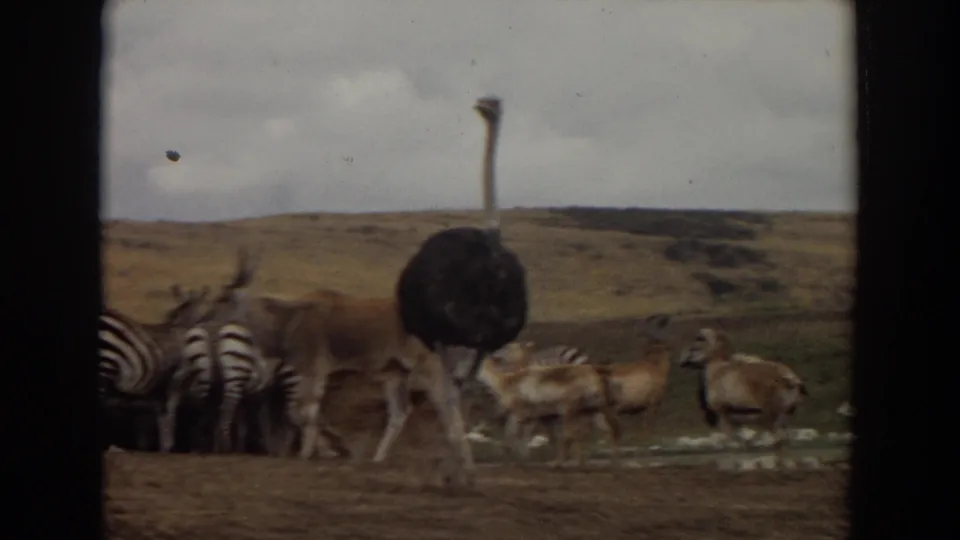 1974 Irvine-area 8mm frame showing an ostrich walking past zebras and antelope across dry ground under a cloudy sky.