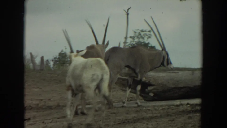 1974 Irvine-area frame showing horned antelope near a fallen log, with an ostrich visible behind them in the enclosure.