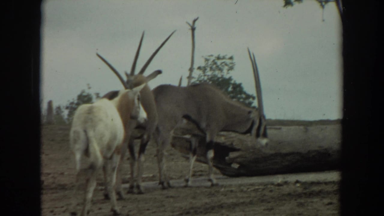 1974 Irvine home-movie frame showing three oryx-like antelopes near a log on dry ground under a pale sky.