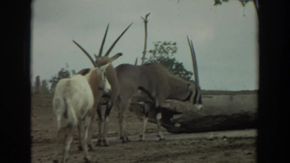 1974 Irvine home-movie frame showing three oryx-like antelopes near a log on dry ground under a pale sky.
