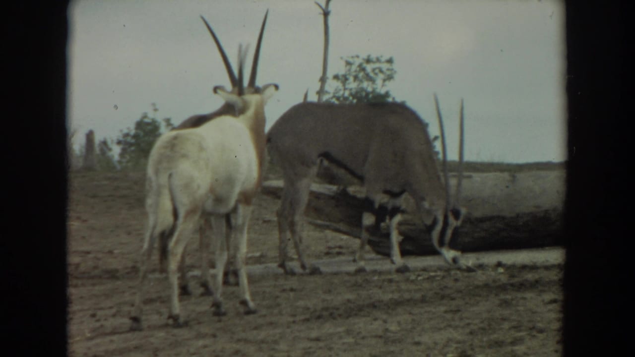 A light antelope stands while two darker antelopes remain near a log and one lowers its head.