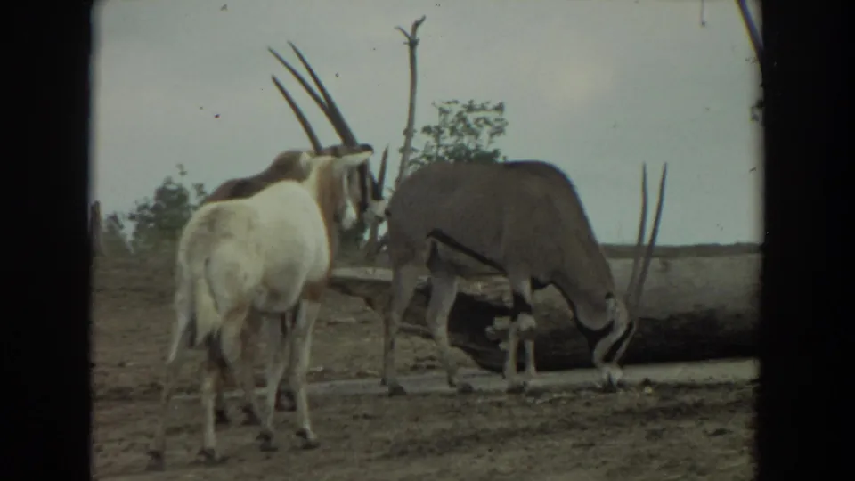 1974 Irvine home-movie frame of three long-horned antelopes clustered in a dry zoo enclosure, one feeding near the log.