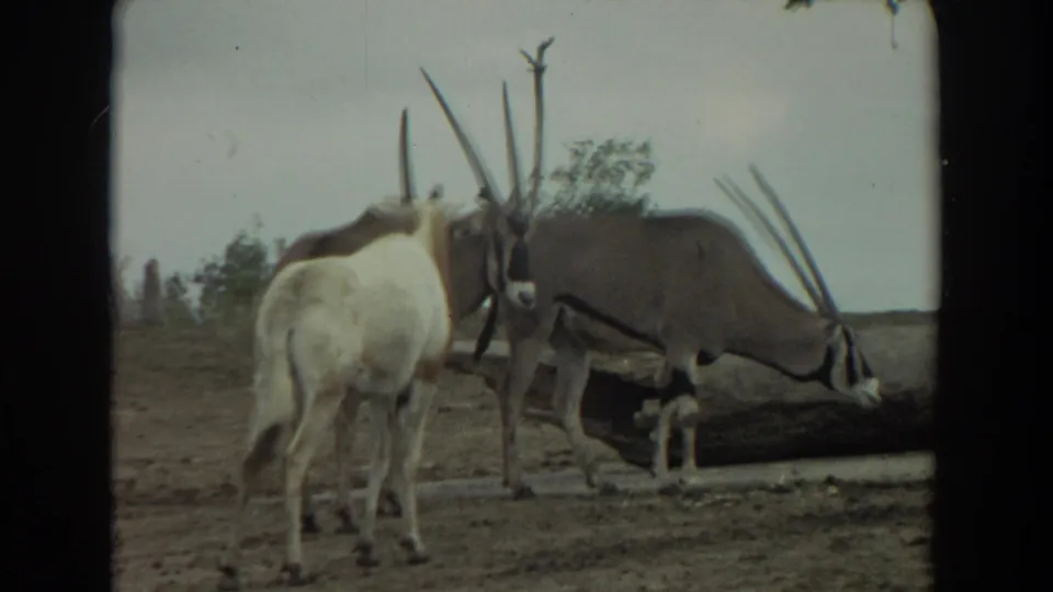1974 Irvine 8mm frame showing oryx-like antelopes beside a fallen log, with long horns crossing against the sky.