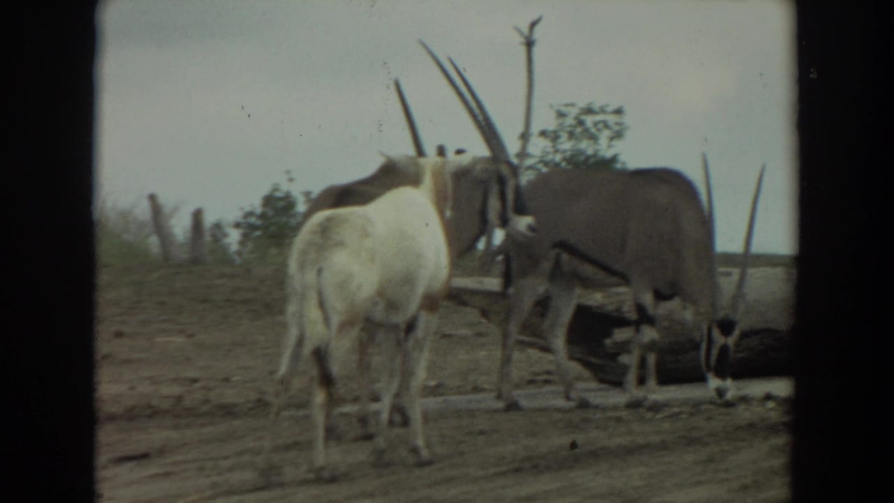 1974 Irvine 8mm frame showing oryx antelopes with long straight horns gathered on dirt in a sparse enclosure.