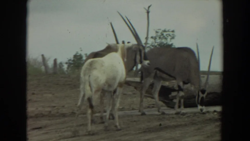 1974 Irvine 8mm frame showing oryx antelopes with long straight horns gathered on dirt in a sparse enclosure.