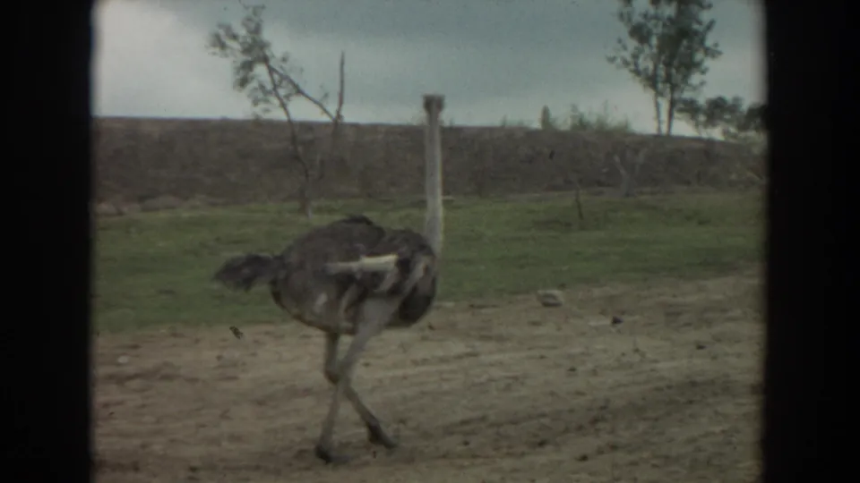 1974 Irvine 8mm frame showing a large ostrich walking through a dirt and grass enclosure with fence posts and small trees behind it.