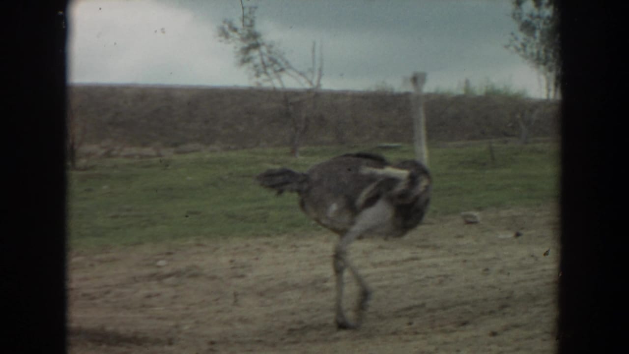 Ostrich walking across a dirt path in a grassy enclosure.