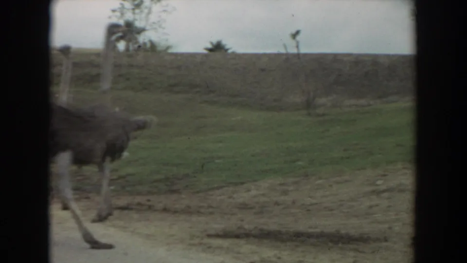 Two ostriches appear in a 1974 Irvine wildlife-park scene, with one partly blurred as it moves across the enclosure.