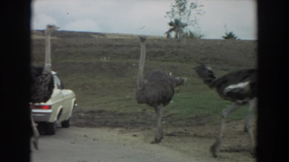 1974 8mm footage shows ostriches near a white car, suggesting a drive-through zoo or wildlife-park setting in Irvine.