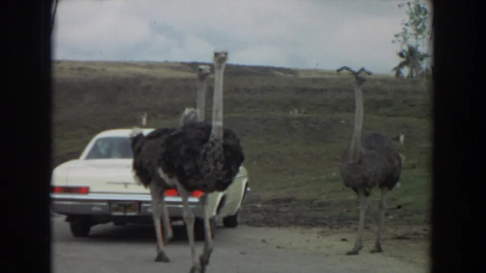 A white car sits among ostriches in a 1974 Irvine zoo or wildlife-park scene, with birds spread across the dirt and grass.