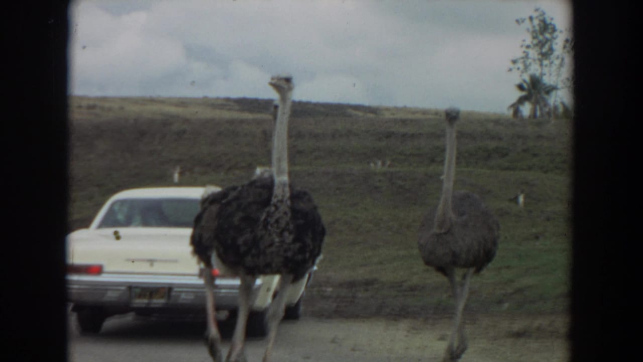 1974 Irvine, California 8mm frame showing two ostriches beside a white sedan on a drive-through road under an overcast sky.