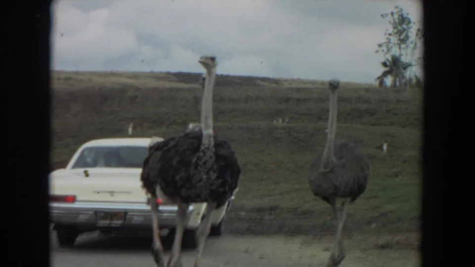 1974 Irvine, California 8mm frame showing two ostriches beside a white sedan on a drive-through road under an overcast sky.