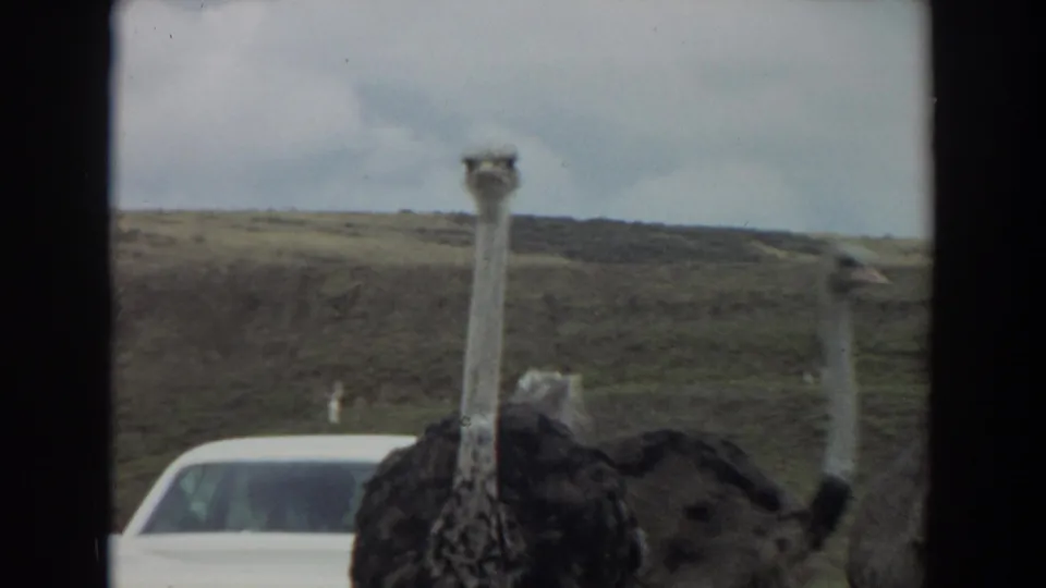 1974 Irvine, California home-movie frame with ostriches moving close to a white sedan in a roadside wildlife setting.