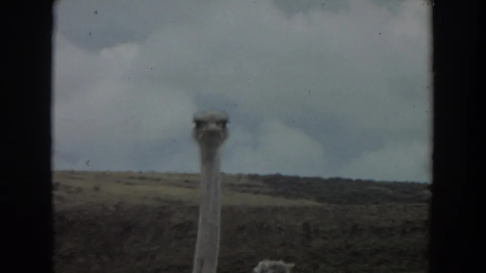 Soft 8mm frame from 1974 Irvine showing an ostrich close to the camera, with a scrubby hillside and overcast sky behind it.