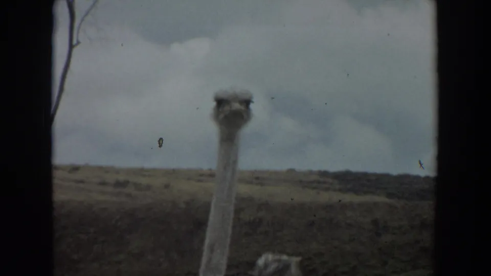 1974 Irvine 8mm frame with an ostrich close to the lens, framed by rolling terrain and muted home-movie color.