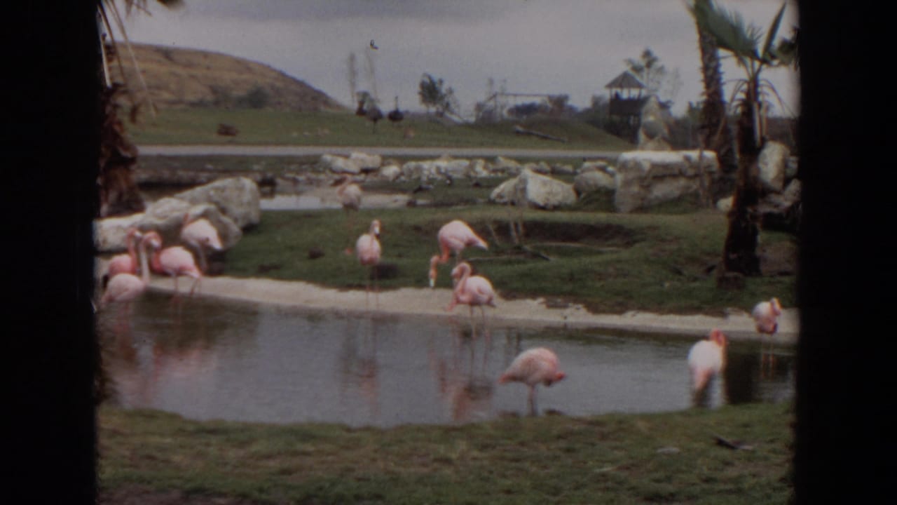 Pink flamingos stand and wade around a shallow landscaped pond.