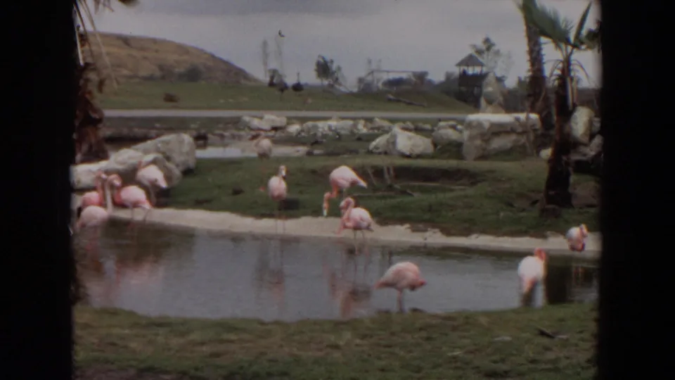 1974 Irvine home-movie frame of flamingos beside a shallow zoo pond with grass, rocks, palm trees, and a distant hillside.