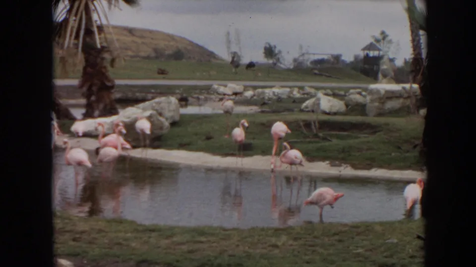 1974 Irvine frame showing flamingos at the waterline of a landscaped enclosure with rocks, lawn, palms, and low hills beyond.
