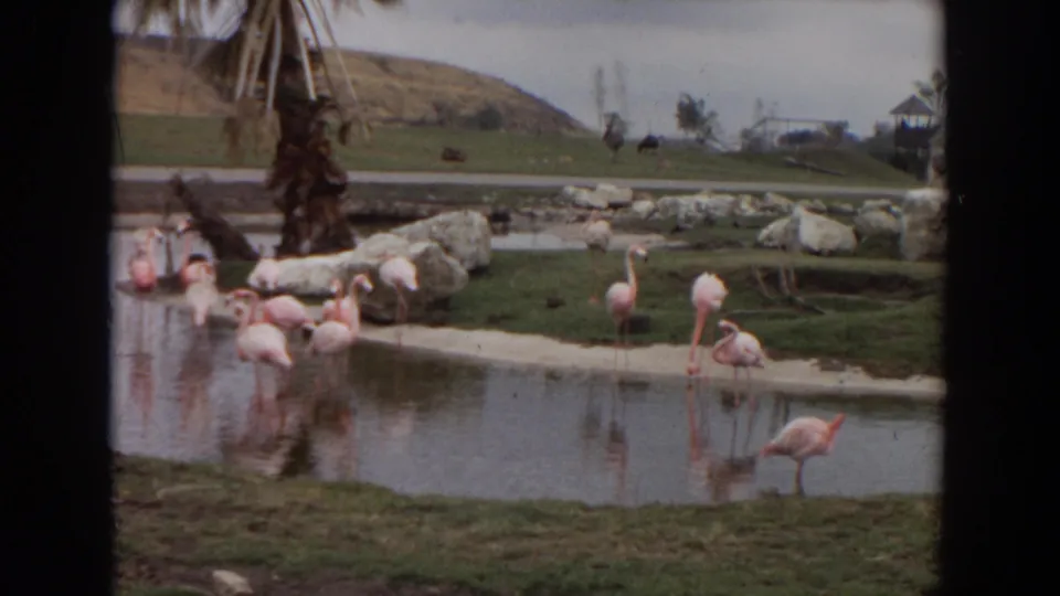 1974 Irvine zoo footage frame with flamingos clustered near a pond, a palm trunk, rock landscaping, grass, and a hillside in the distance.