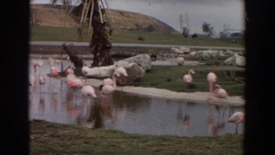 1974 Irvine home-movie frame of flamingos around a shallow pond with reflections, rock edging, palm trees, grass, and a distant hillside.