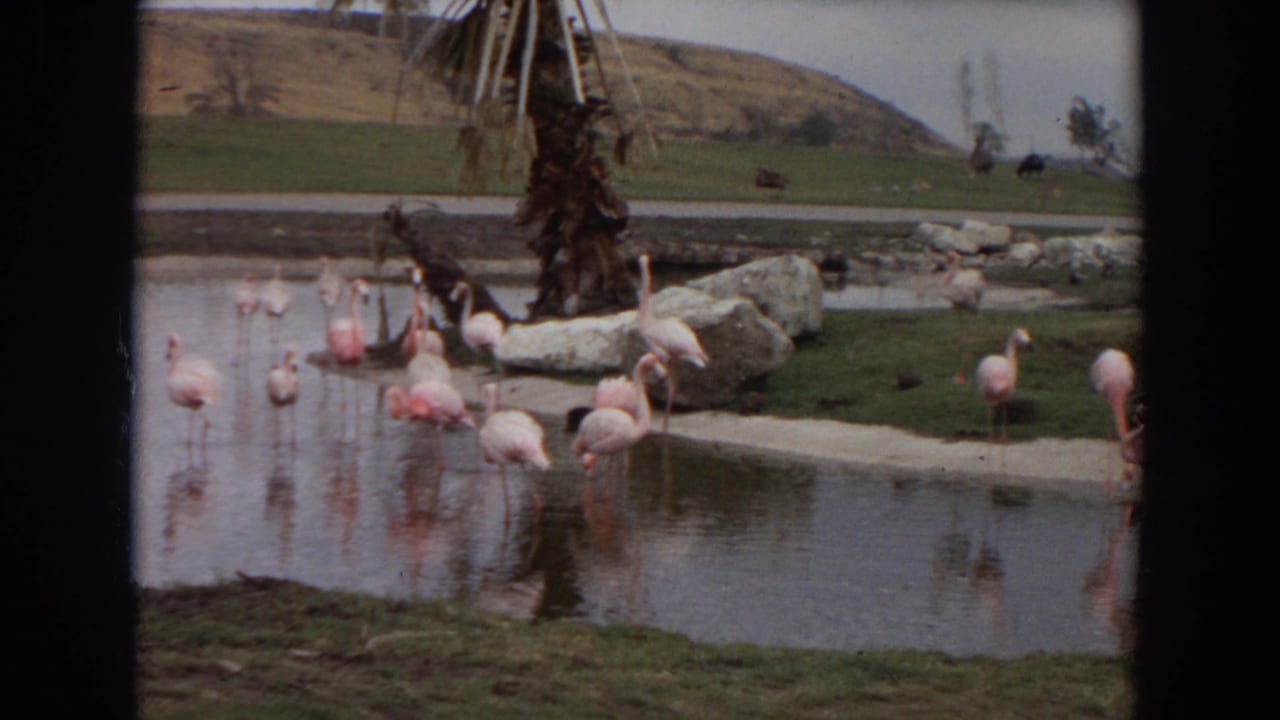 1974 Irvine, California 8mm frame showing flamingos in a shallow zoo pond with reflections, grass, rocks, and dark frame edges.