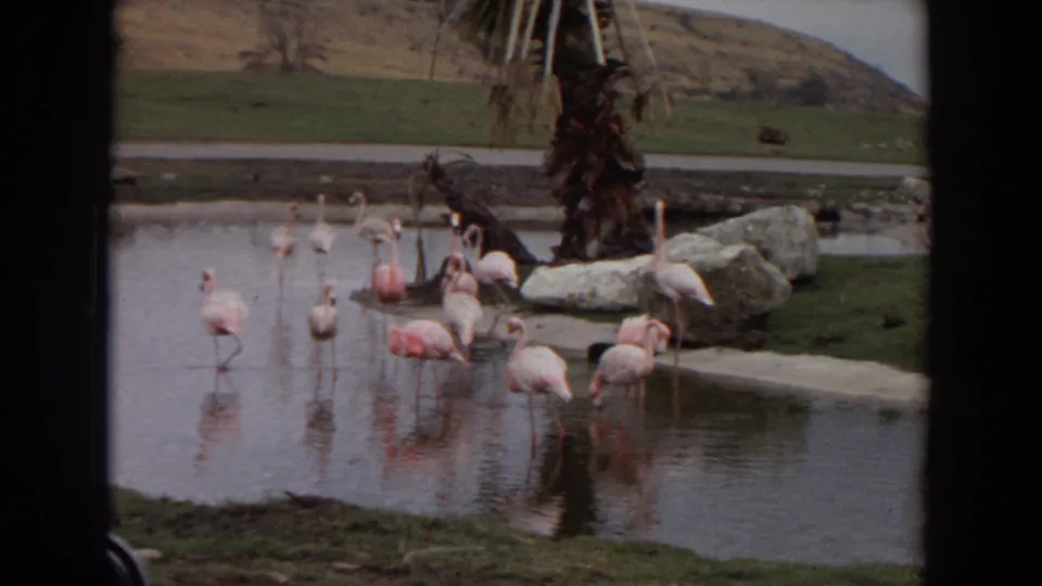 1974 Irvine, California frame of flamingos spread across a shallow artificial pond, with a palm trunk, rocks, lawn, and rippled reflections.